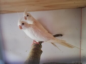 Korely albino biele - 4