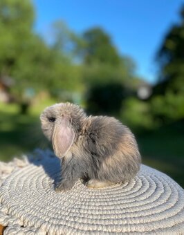 Mini Lop s VP - 4