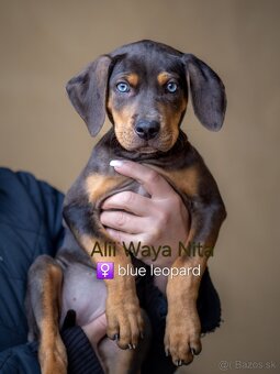 Louisiansky leopardí pes – šteniatka s PP - 4