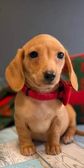 Šteniatka čivavy a jazvečíka s rodokmeňom na adopciu - 4