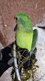 Baraband, papagaj nadherný - 4