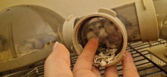 Škrečky džungarské - 4