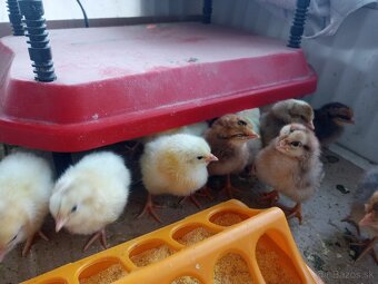 Kuriatka greenschel a dominant - 4