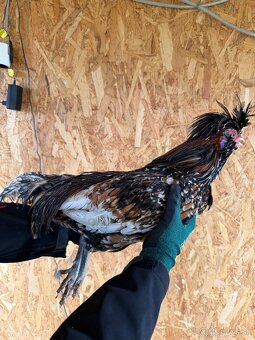 Predám kohútov - 4