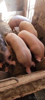 Predám 150kg svinku. - 4