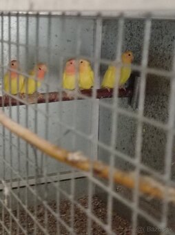 Agapornis,krmivo, zebricky,ara - 4