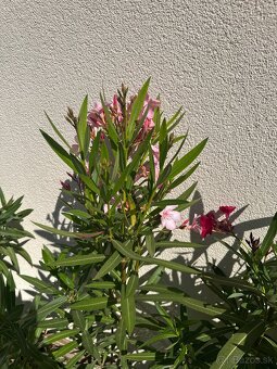 Oleander rôzne farby - 4