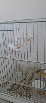 Kanariky - 4