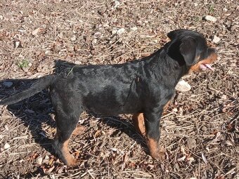 Rottweiler, rotvajler, rtw - 4