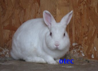 Predám českého strakáča - 4