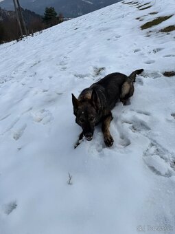 Nemecký ovčiak - 4