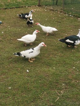 Pižmove kačice - 4