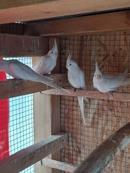 Predám biele korely - 4