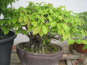 bonsai,bonsaj-hrab 6 - 4