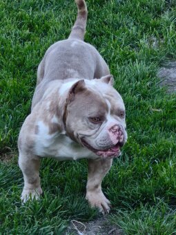 American Bully micro exotic s Pp - 4