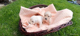 Golden Retriver šteniatka - 4
