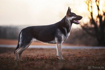 Východoeurópsky ovčiak, Nemecký ovčiak, Biely švajčiarsky ov - 4