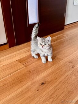 Skotska klapoucha macka s PP, scottish straight s PP - 4