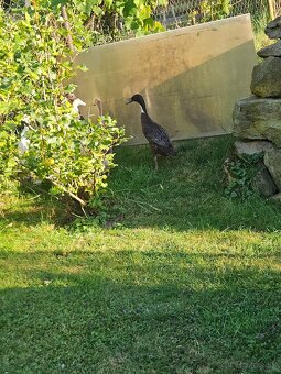 Predám Indické bežce - 4