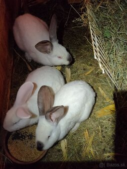 Zajace  predaj - 4