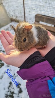 Morské prasiatko - 4