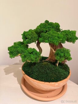 Bonsaj - 4