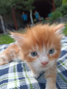 Maine coon - 4