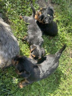 YORKSHIRE TERRIER - 4