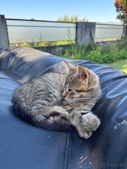 Hnedé mačiatko - 4