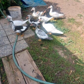 Predám činske kačice 6 mesačné. - 4