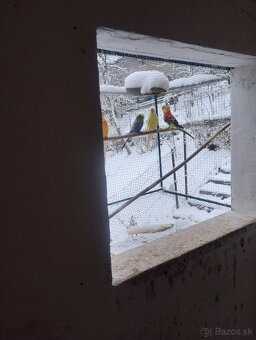 Papagáj spevavy, neoféma,rozela - 4