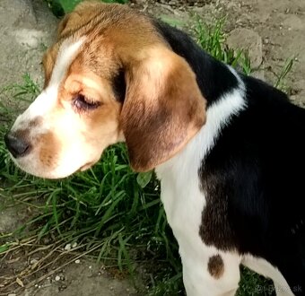 Beagle, bigel, bigl bez PP - 4