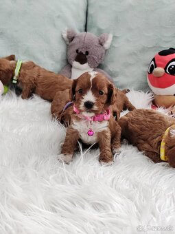 Cavapoo - 4