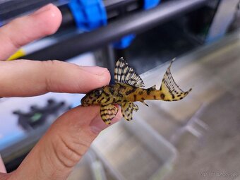 L 236 Super Yellow - odchov - 4