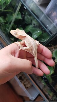 Pagekon riasnaty - 4