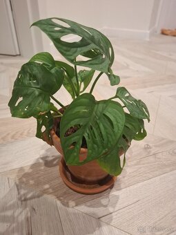 Svokrin jazyk, scindapsus scin, monstera adansonii - 4