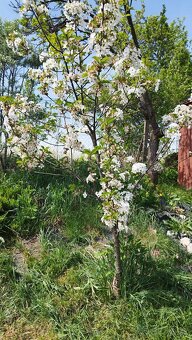 Predám záhradu v Poltári - 4