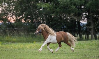 Hřebec mini Shetland pony s PP - 4