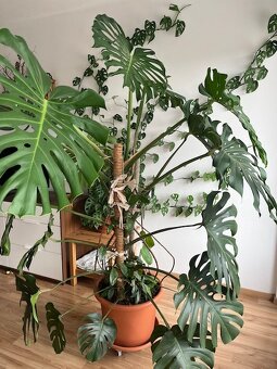 Monstera - 4