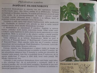 Philodendron scandens micans - 4