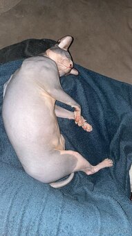 Sphynx - 4