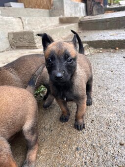 Belgický ovčiak Malinois - 4