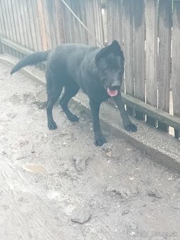 Nemecký ovčiak - 4