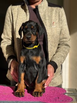 Doberman s PP - 4