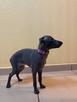 Taliansky chrtík s PP - 4