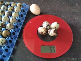 Prepelice japonské a prepeličie vajíčka nasadové a konzúmné - 4