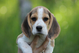 Beagle szczeniaczki po Championie Polski ZKwP (FCI) - 4