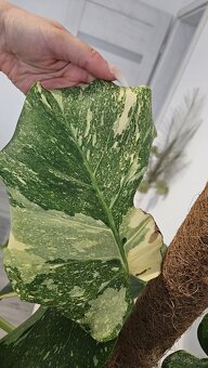 Velka Monstera Thai - 4