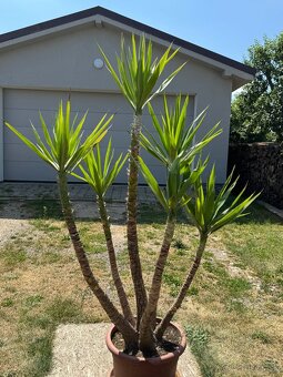 Juka obrovská – Yucca elephantipes (6-kmeňová, cca 180 cm) - 4