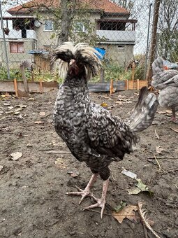 Holanďanka zdrobnelá - 4